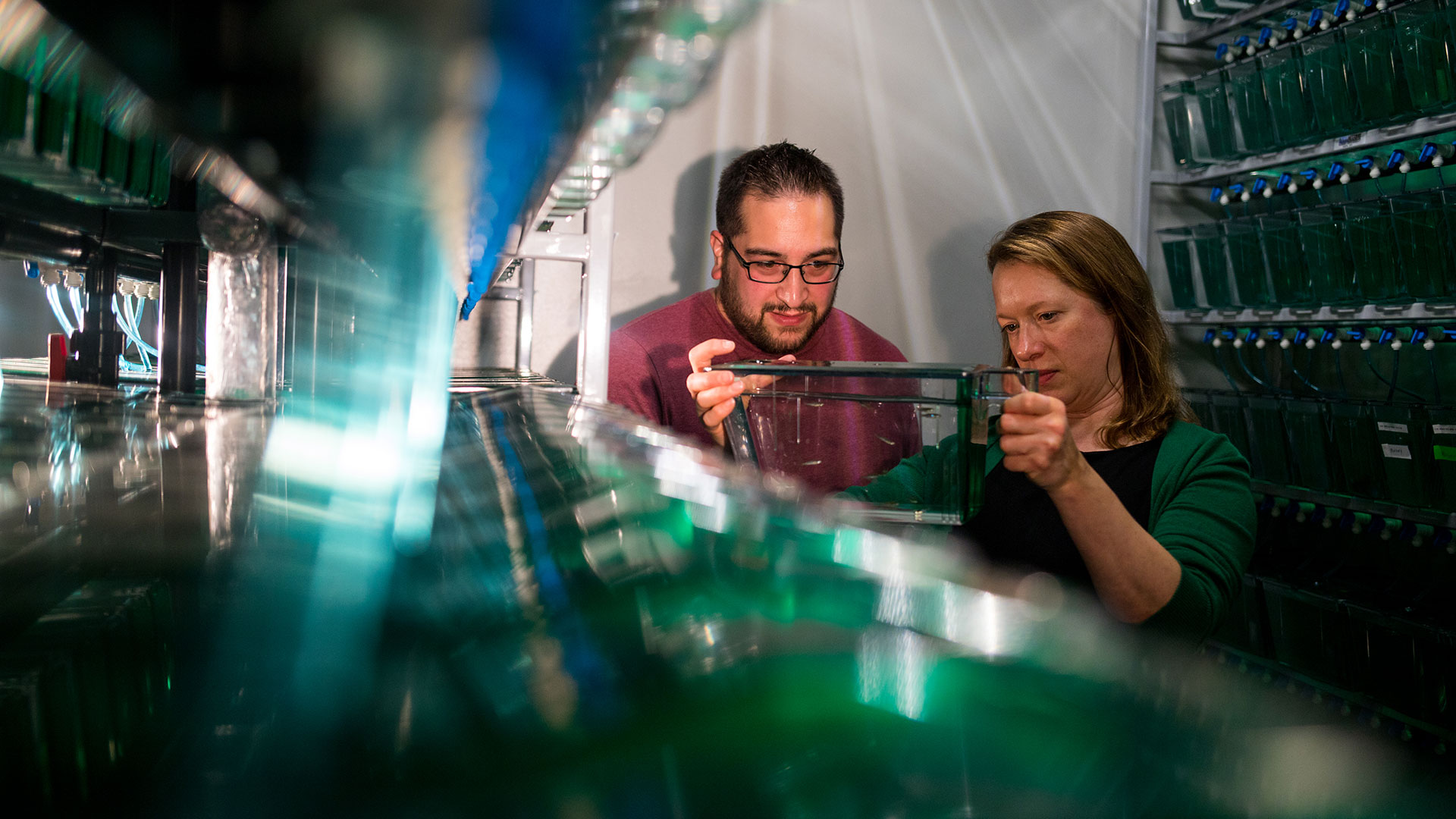 two-people-examine-fish-in-tank-in-fish-lab.jpg